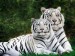 National Geographic Wallpapers - White Bengal Tigers.jpg